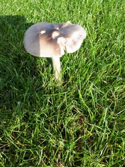 Volvopluteus gloiocephalus