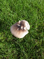 Volvopluteus gloiocephalus