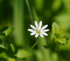 Stellaria flaccida