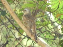 Cacomantis sonneratii