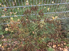 Hypericum perforatum