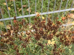 Hypericum perforatum