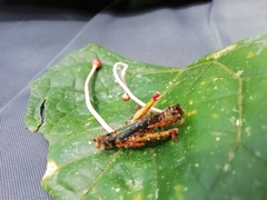 Paraisaria amazonica