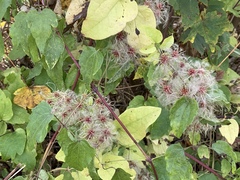 Clematis vitalba