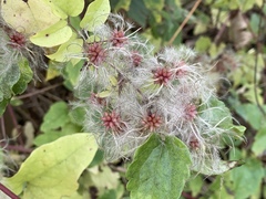 Clematis vitalba
