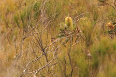 Stipiturus malachurus