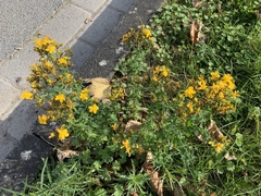 Hypericum perforatum