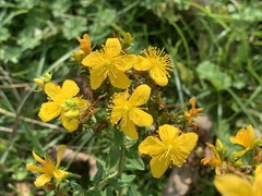 Hypericum perforatum