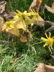 Senecio inaequidens
