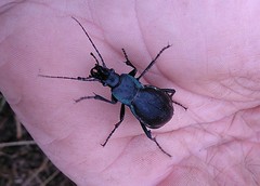 Carabus purpurascens