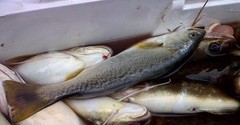 Cynoscion regalis