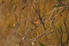 Stipiturus malachurus