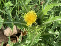 Sonchus asper