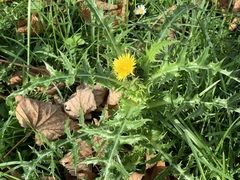 Sonchus asper
