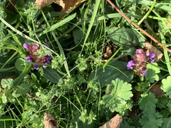 Prunella vulgaris