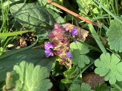 Prunella vulgaris