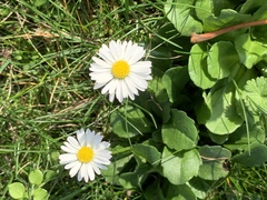 Bellis perennis