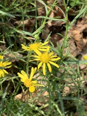 Senecio inaequidens