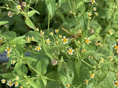 Galinsoga quadriradiata
