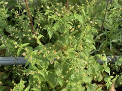 Galinsoga quadriradiata