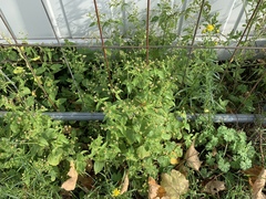 Galinsoga quadriradiata