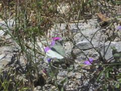 Euchloe ausonia