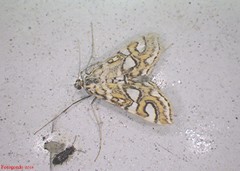 Elophila ekthlipsis