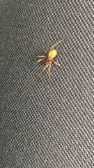 Araneae