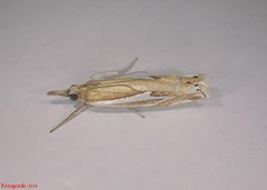 Crambus bidens