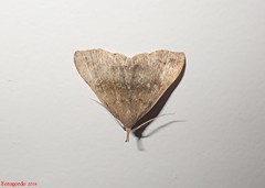 Phalaenostola eumelusalis