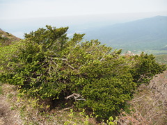 Taxus cuspidata nana
