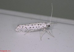 Yponomeuta multipunctella