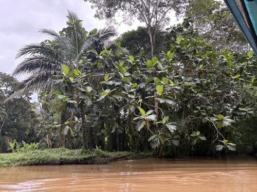 Artocarpus altilis - Whole tree