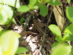 Plestiodon finitimus