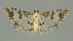 Alucita phricodes