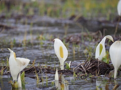 Lysichiton camtschatcensis