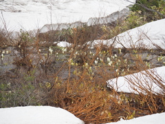Lysichiton camtschatcensis