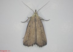 Macrochilo orciferalis