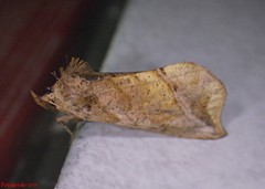 Pseudeva purpurigera