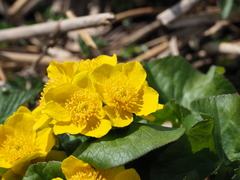 Caltha fistulosa