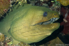 Green Moray Eel