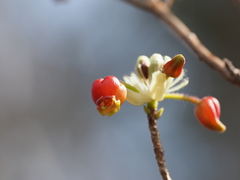 Rhododendron pentandrum