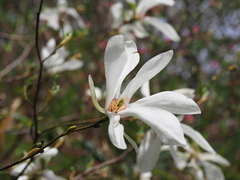 Magnolia salicifolia