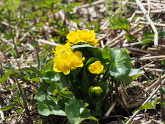 Caltha fistulosa