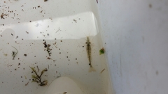 Paratya curvirostris