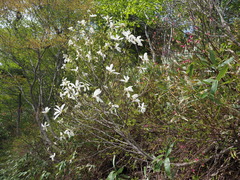 Magnolia salicifolia
