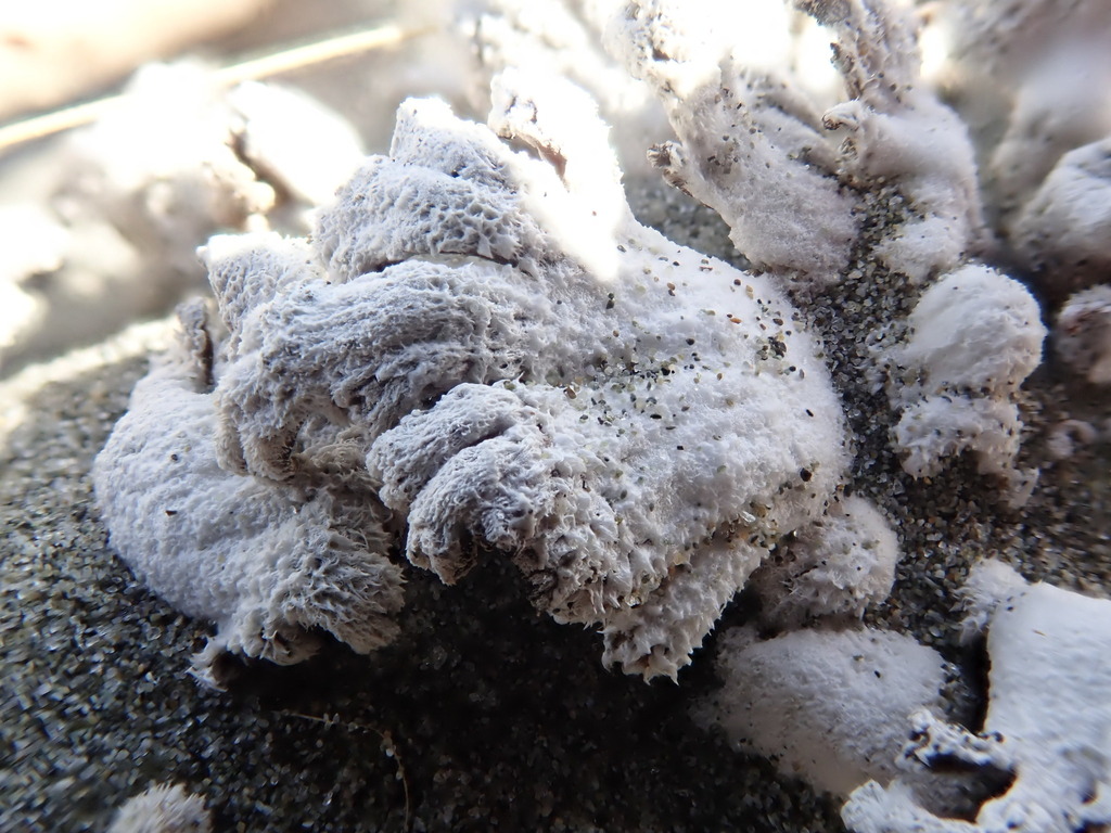 Schizophyllum commune · August 2025 · photo: © arnim (iNaturalist, cc-by)