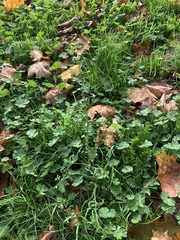Capsella bursa-pastoris