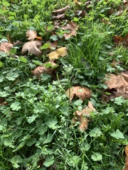 Capsella bursa-pastoris