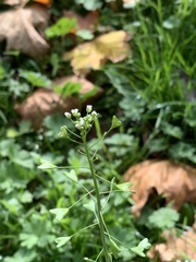 Capsella bursa-pastoris
